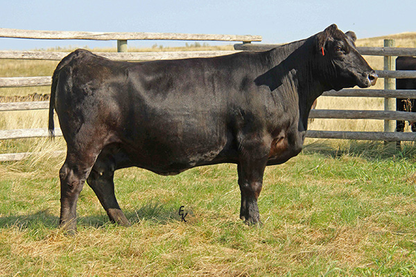 KS ZIVA Z798 [DECEASED]