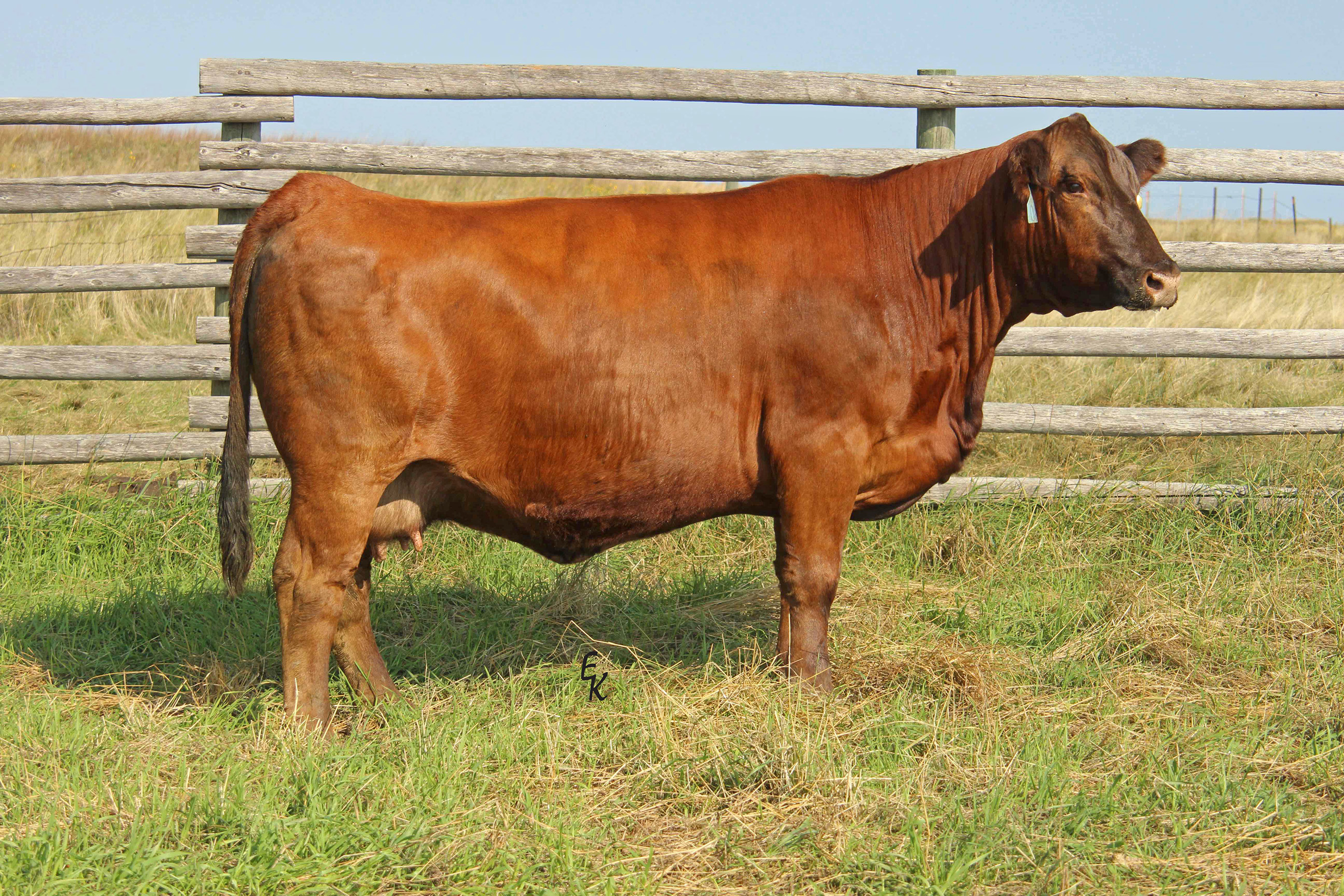 KS Miss Shamwow Z829 [DECEASED]