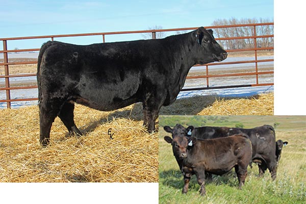 KS Brinley B33  [DECEASED] - Daughter of KS ZIVA Z798