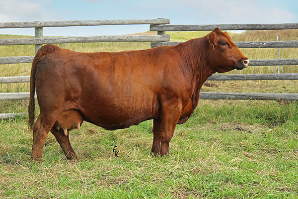 BGL Zahara Z159B [DECEASED]