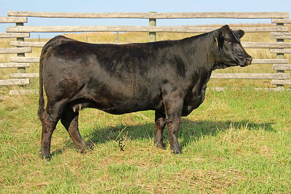 KS Fiorella F948  [DECEASED] - Daughter of X011