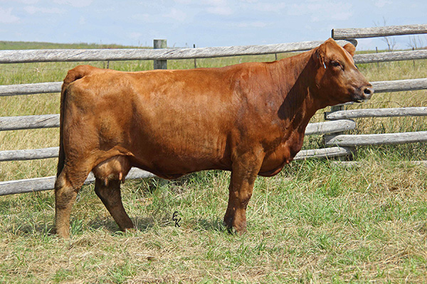 KS Emme E845 - Daughter of KS Penny X395