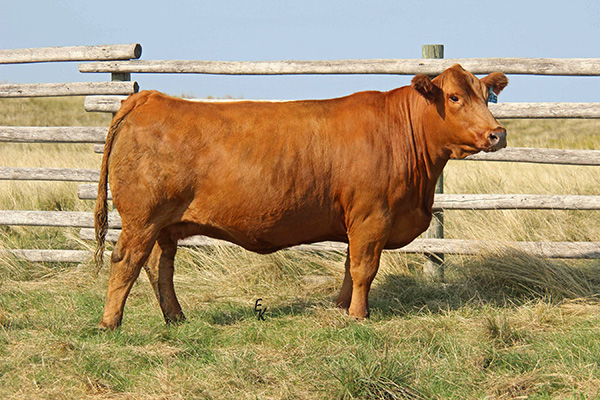 KS Fergie F2027 - Daughter of KS Penny X395