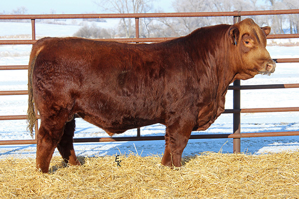 KS Mr Red Rock J657