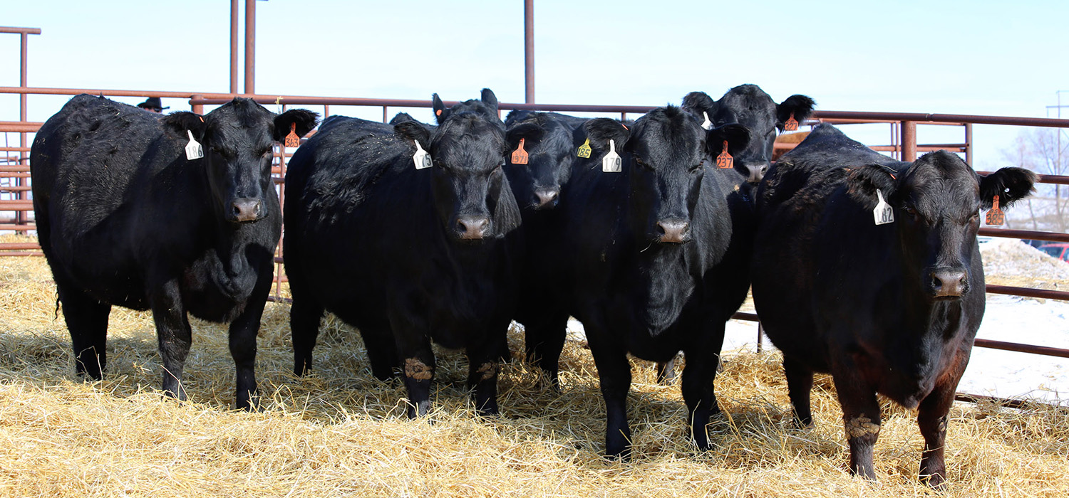 KENNER SIMMENTAL RANCH