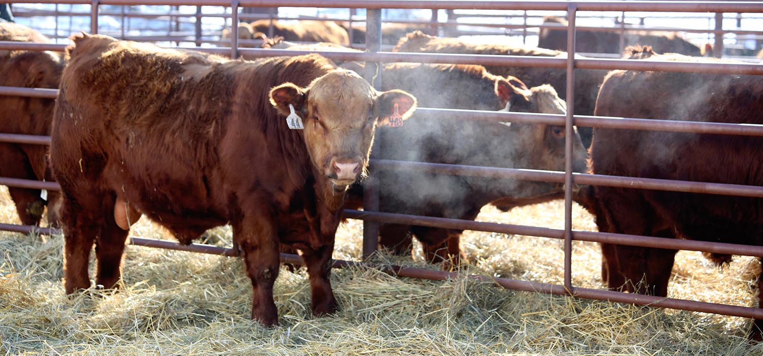 KENNER SIMMENTAL RANCH