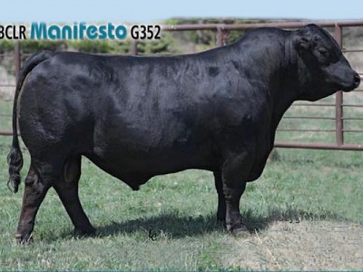 BCLR Manifesto G352