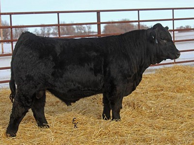 KS Amherst G1442