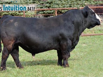 HHS Intuition 841F