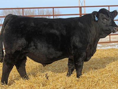 KS Dutton H542